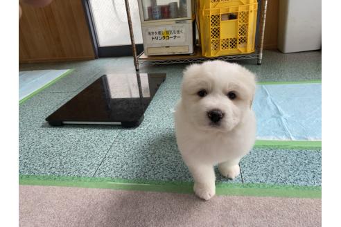 成約済の千葉県のグレートピレニーズ-359425の8枚目